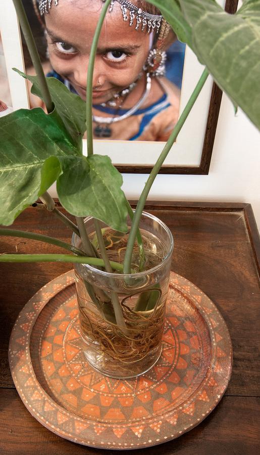 Bed and Breakfast Haveli Hauz Khas à New Delhi Extérieur photo